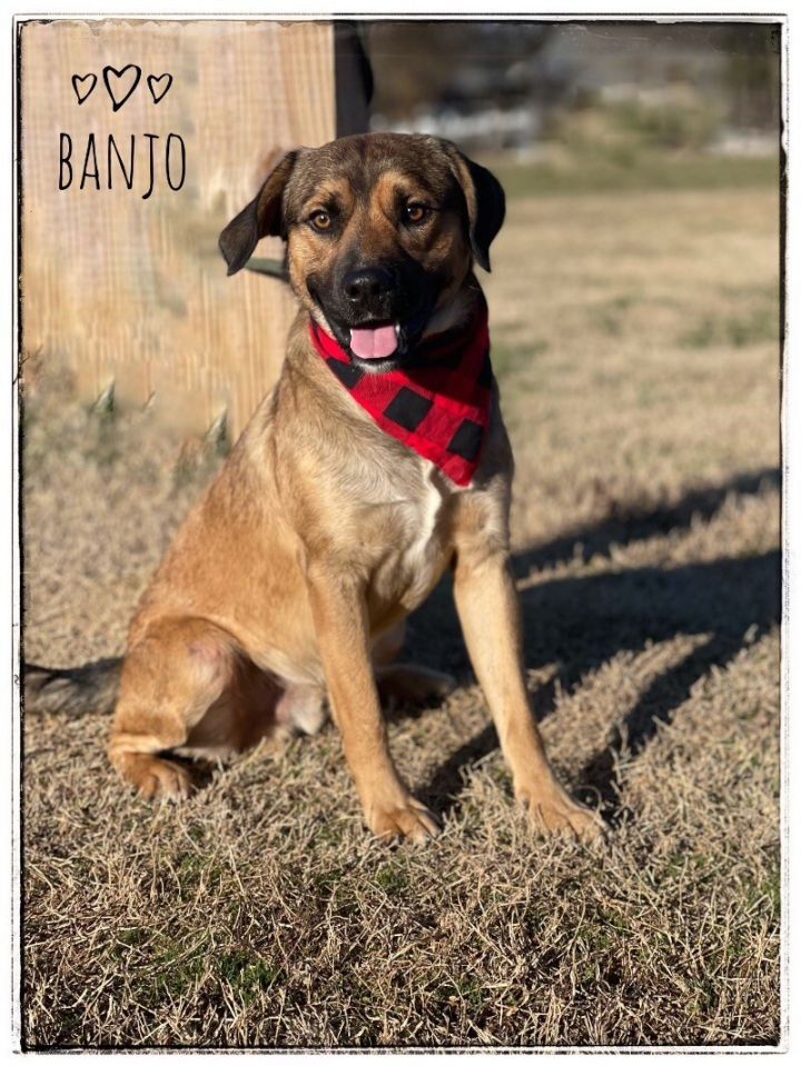 Banjo 8