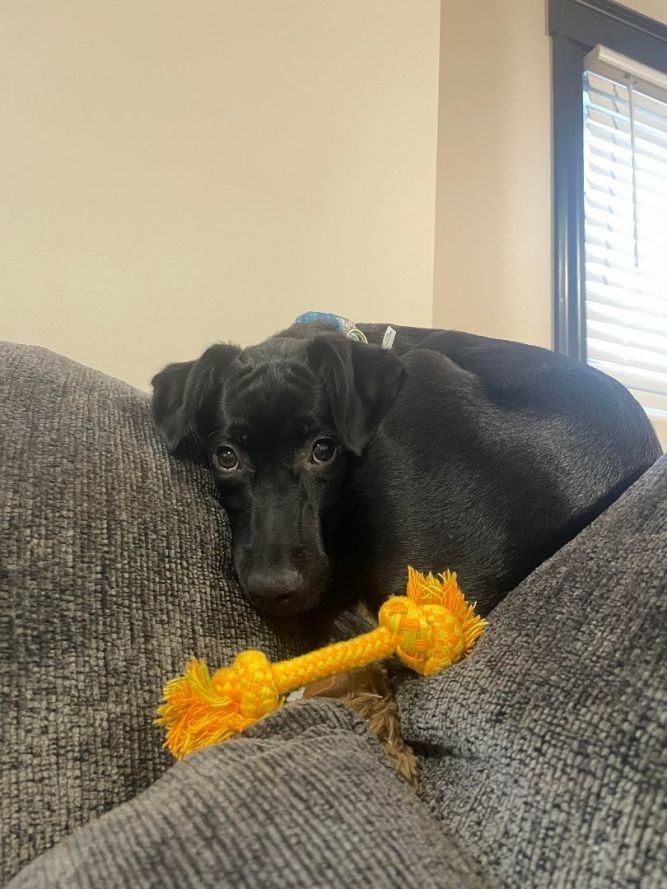 Dog for adoption - Fable, a Labrador Retriever in Cumberland, RI