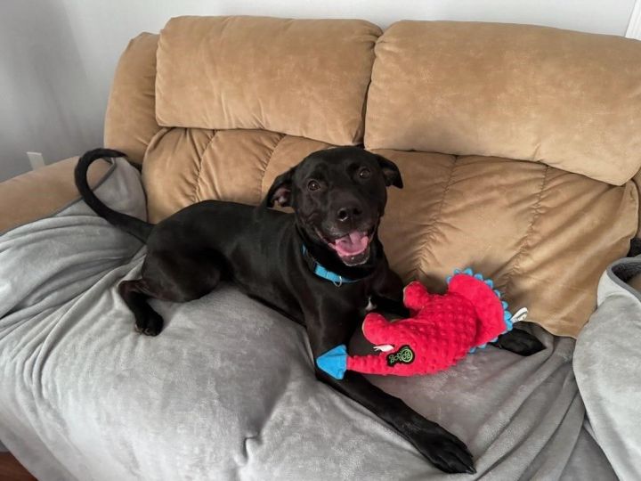 Dog for adoption - Fable, a Labrador Retriever in Cumberland, RI