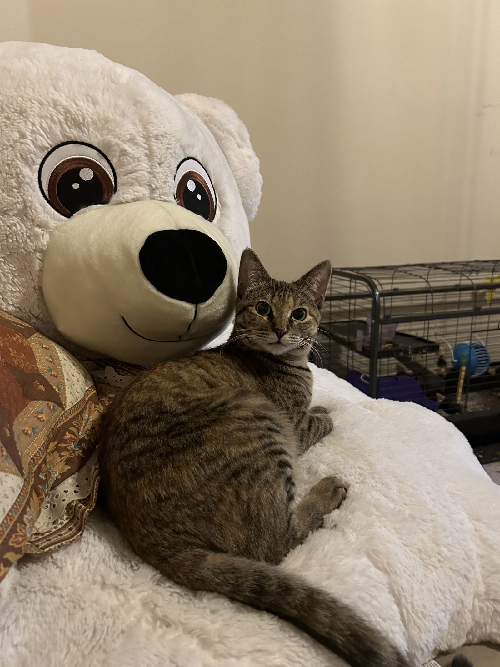 Mini, an adoptable Torbie, Domestic Short Hair in McKinney, TX, 75069 | Photo Image 1