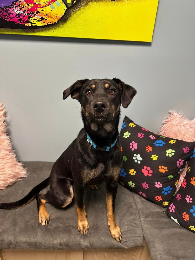 Dog for adoption - Fable, a Labrador Retriever in Cumberland, RI