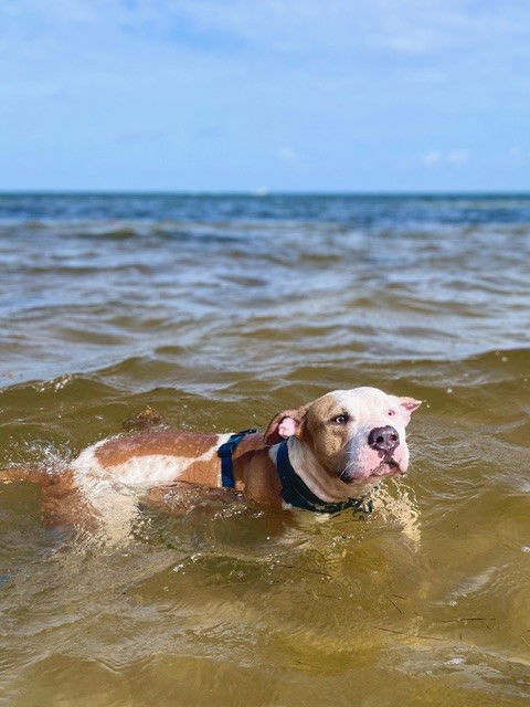 Buddy, an adoptable American Bulldog in Key Largo, FL, 33037 | Photo Image 1