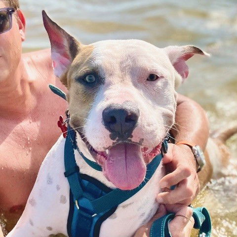 Buddy, an adoptable American Bulldog in Key Largo, FL, 33037 | Photo Image 2