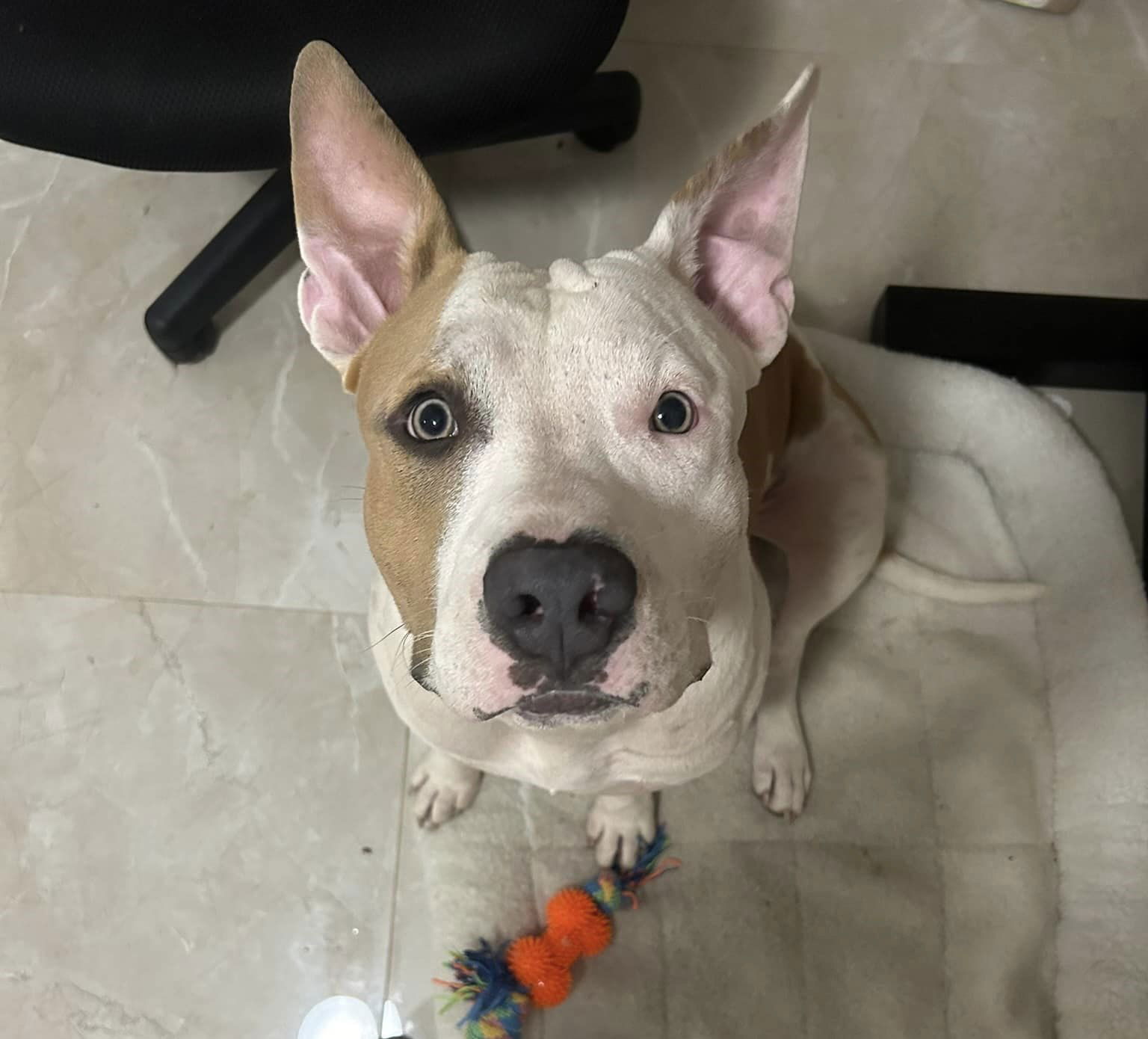 Buddy, an adoptable American Bulldog in Key Largo, FL, 33037 | Photo Image 3