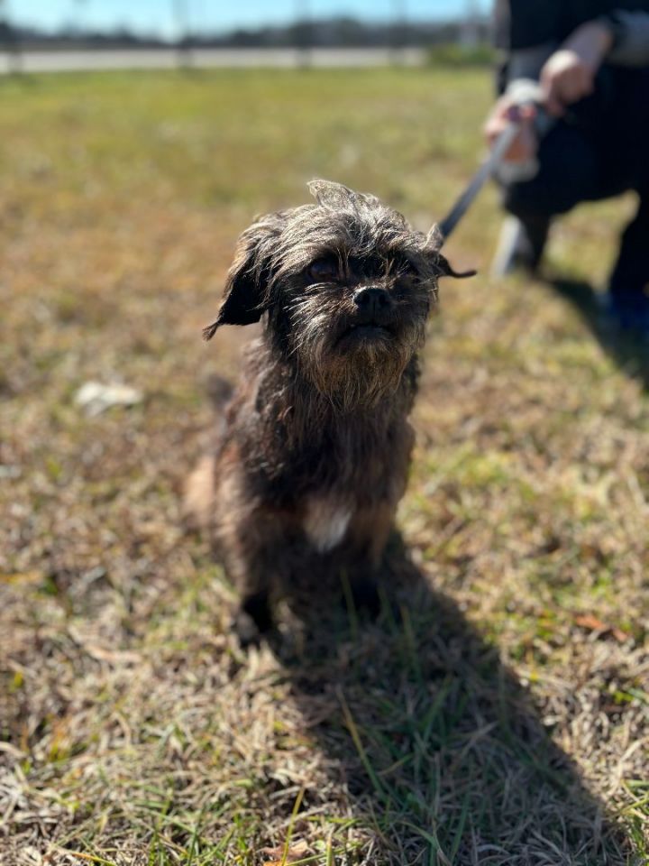 Crossroads shih 2024 tzu rescue