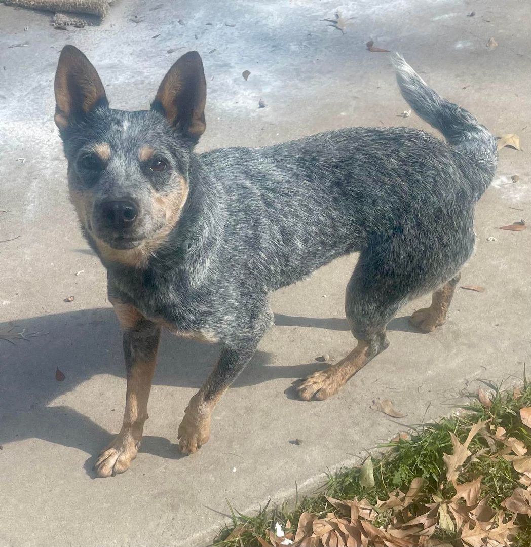 Dog For Adoption - Sweet Sissy , An Australian Cattle Dog   Blue Heeler 