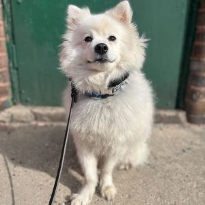 Introducing Suga a heartwarming 4-year-old Spitz mix with a story as inspiring as his sweet name R