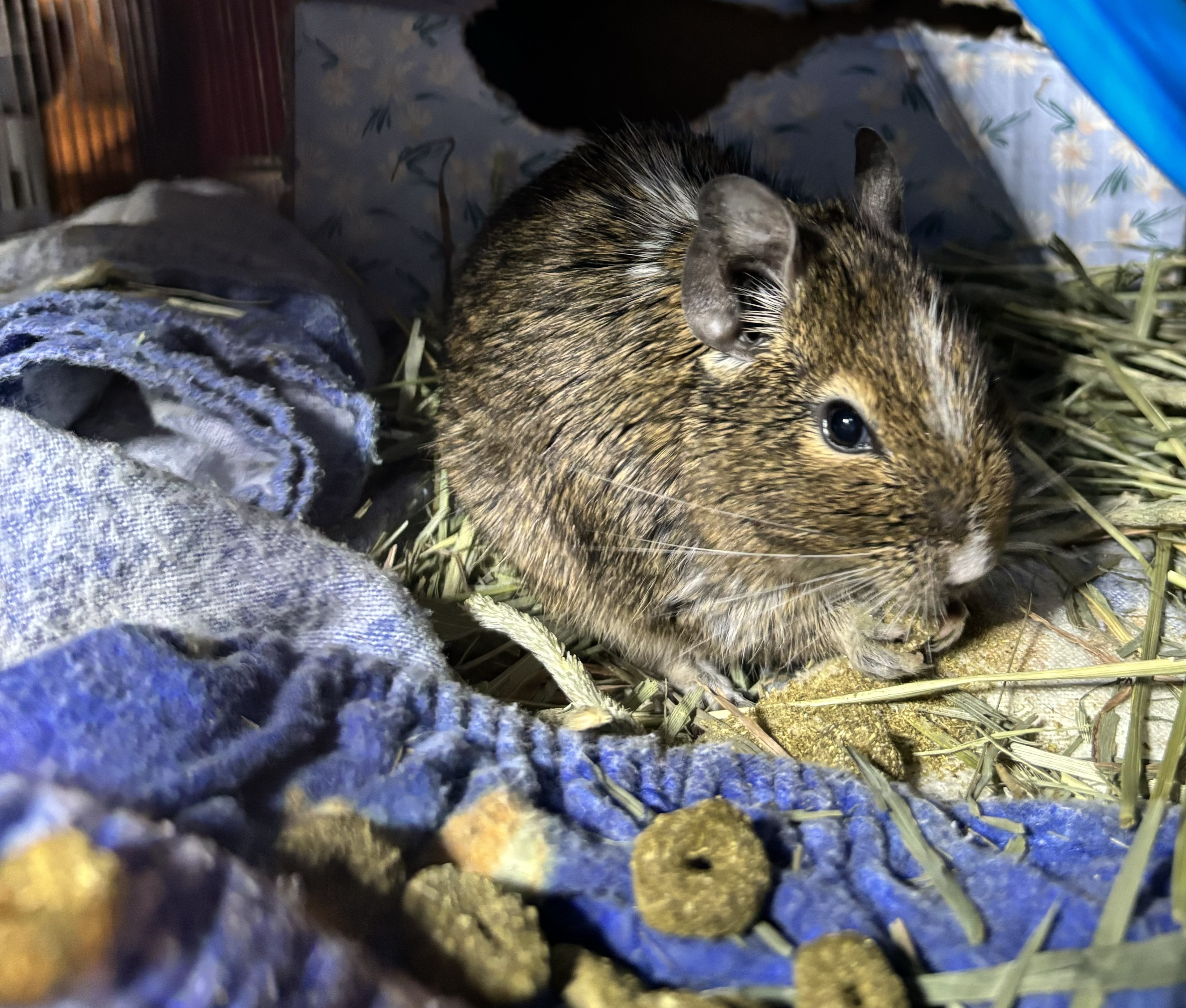 Degus for store adoption near me