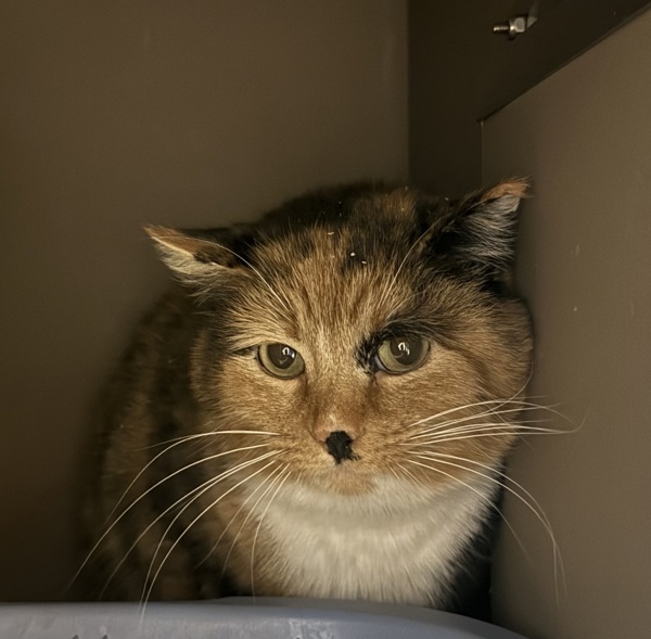 Peep, an adoptable Domestic Short Hair in Spokane Valley, WA, 99212 | Photo Image 1