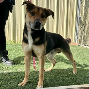 Stoner, Adult Male Mixed Breed
