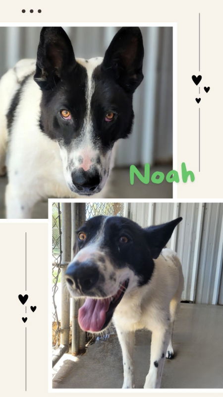 Noah, an adoptable Akita, Border Collie in Monte Vista, CO, 81144 | Photo Image 2