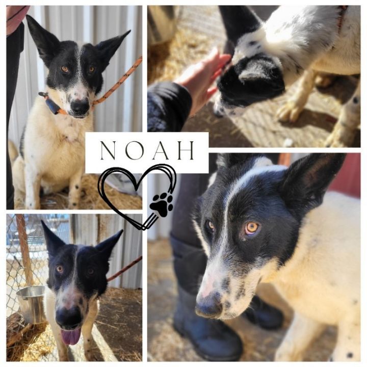 Dog for adoption Noah an Akita Border Collie Mix in Monte