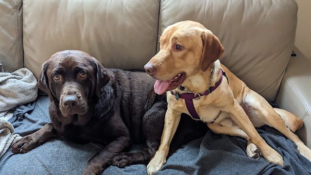 Yellow lab rescue sales dogs