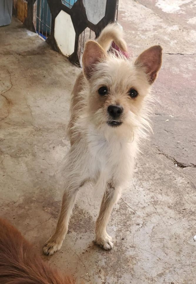 Long haired chihuahua mixed best sale with yorkie