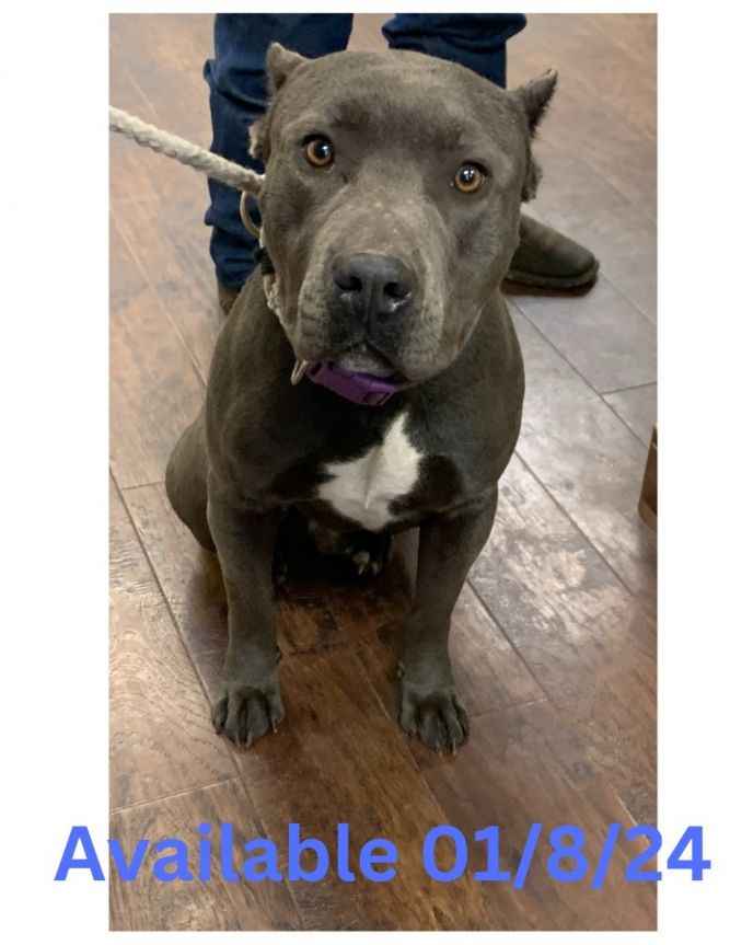 Dog for adoption Dog Kennel 3, a Pit Bull Terrier Mix in Greenville