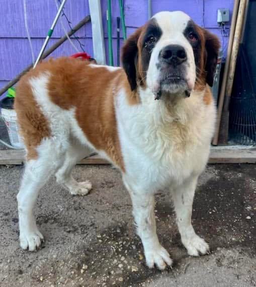 Petfinder saint hot sale bernard