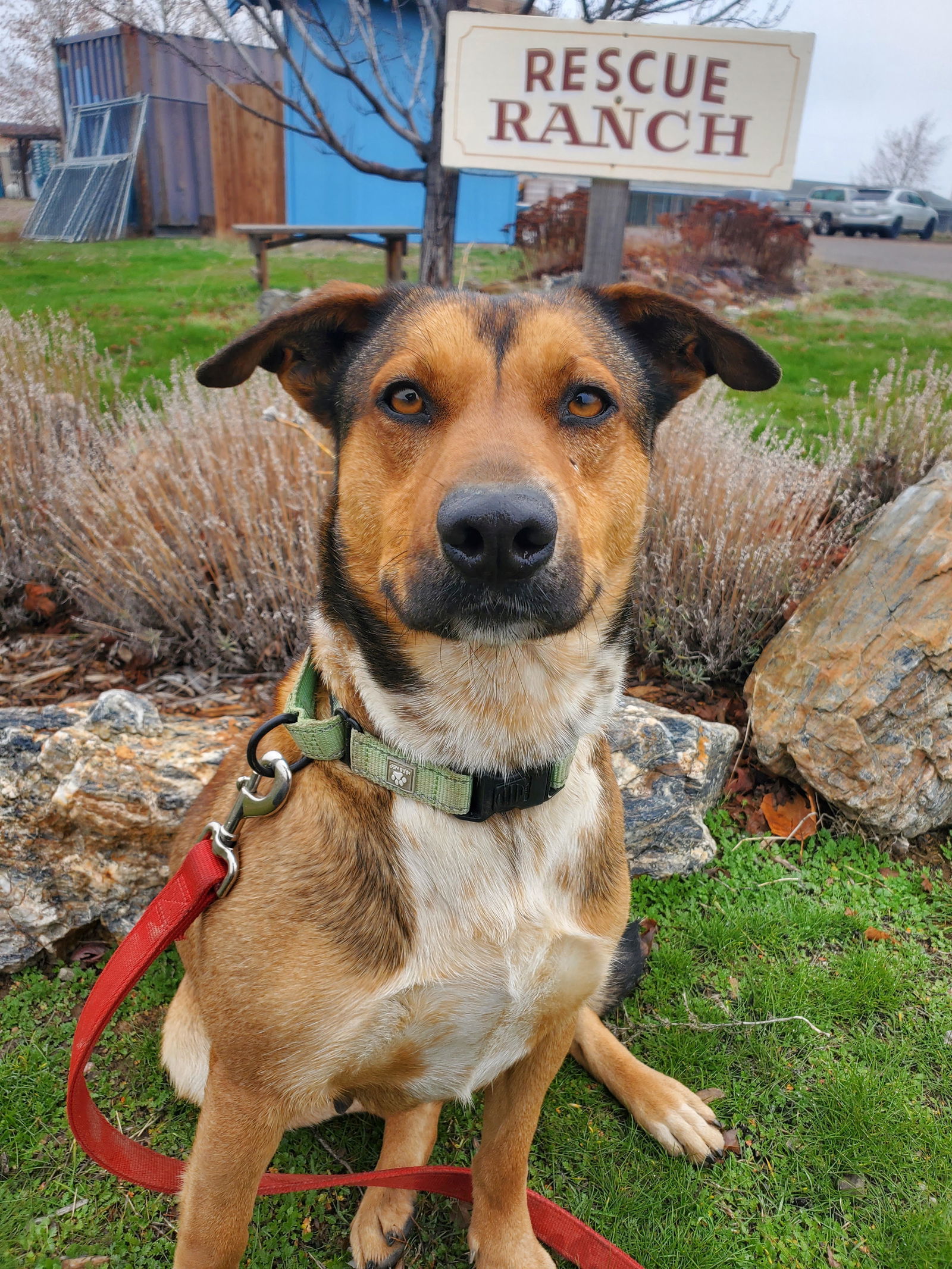 Ginny, an adoptable Cattle Dog in Yreka, CA, 96097 | Photo Image 1