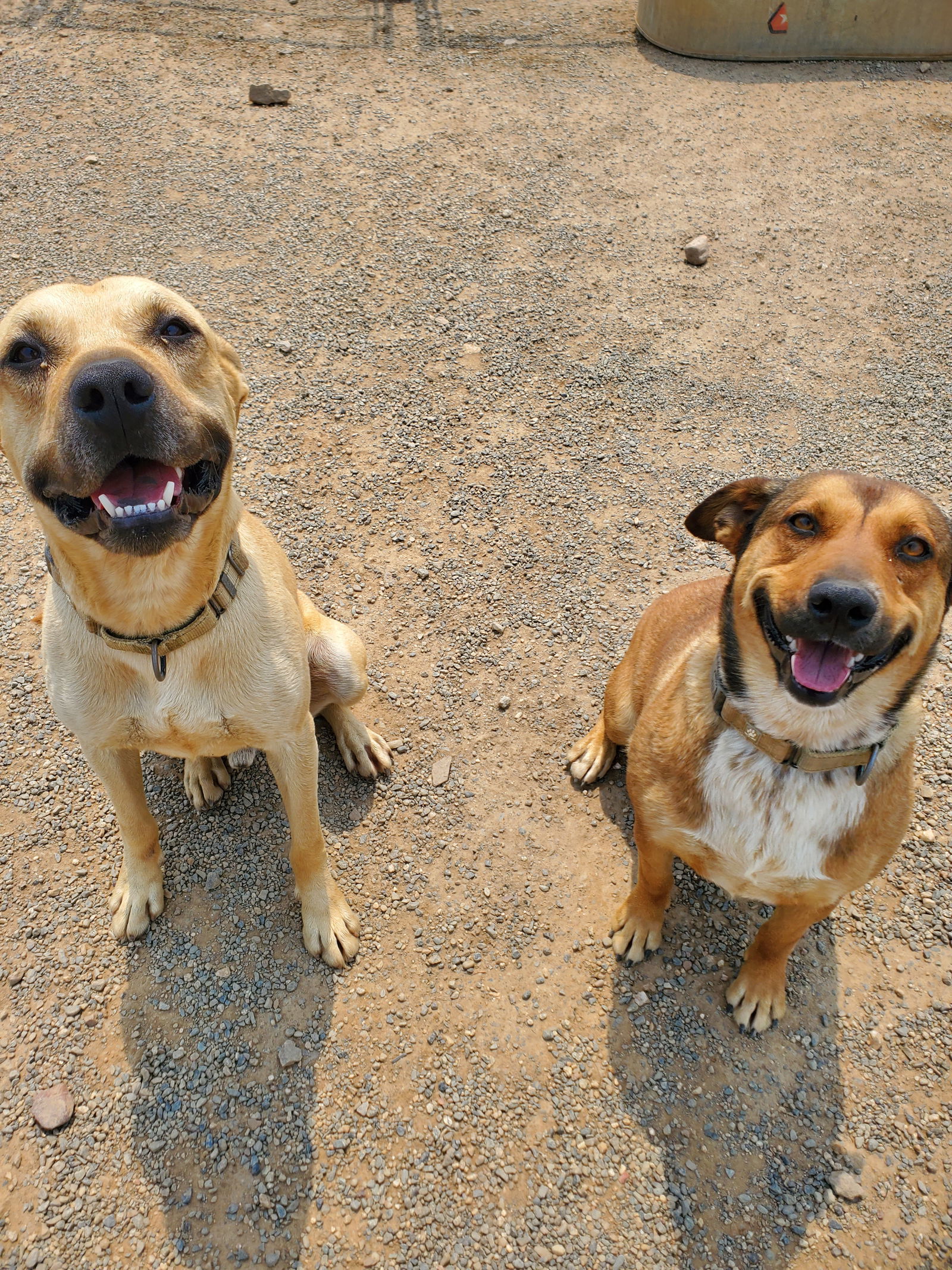 Ginny, an adoptable Cattle Dog in Yreka, CA, 96097 | Photo Image 2