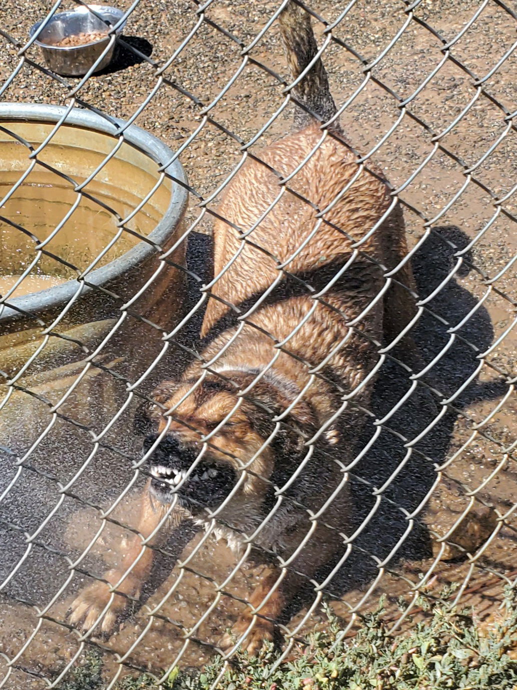 Ginny, an adoptable Cattle Dog in Yreka, CA, 96097 | Photo Image 3