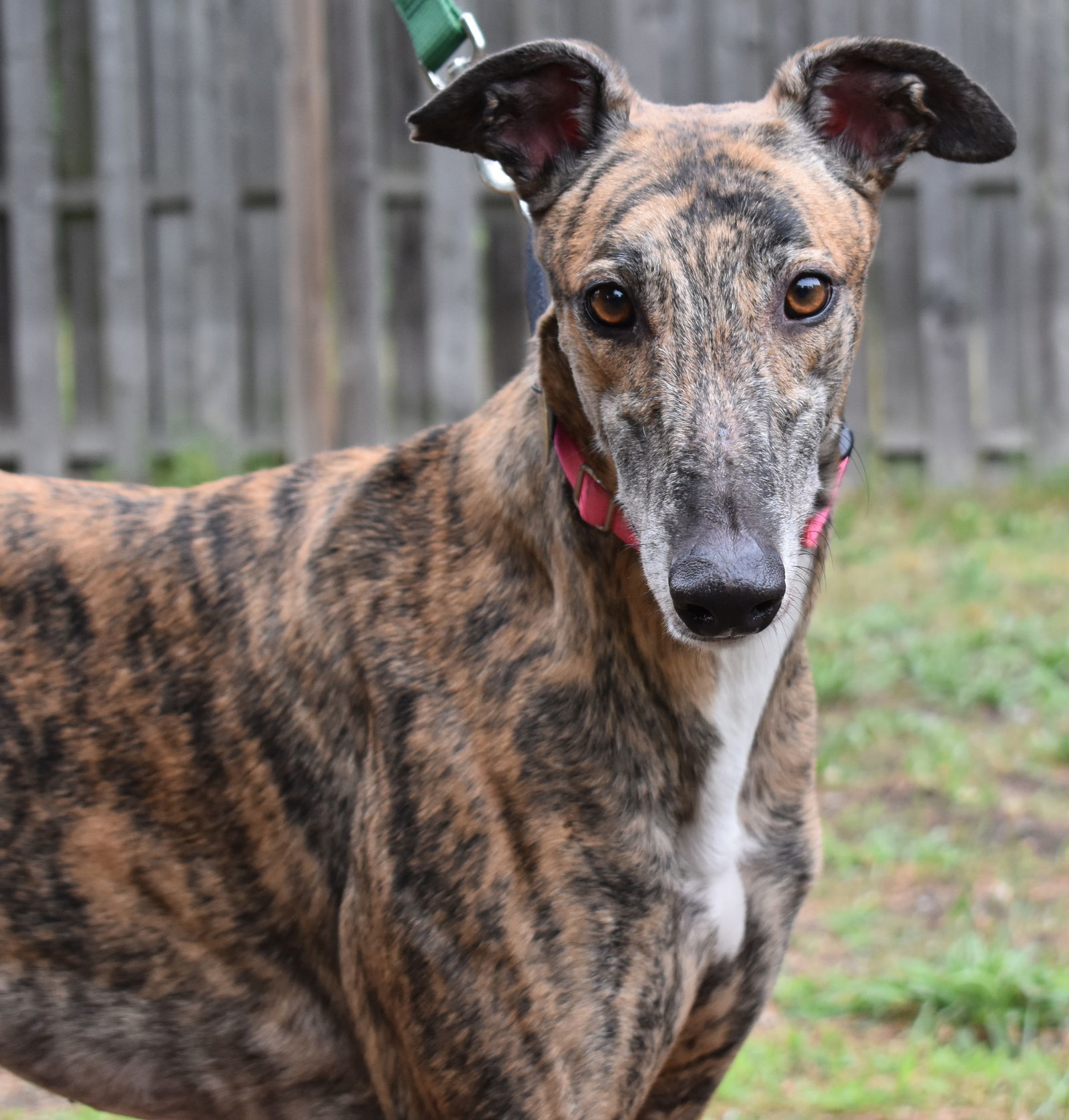 Pooh Bear, an adoptable Greyhound in Cherry Hill, NJ, 08034 | Photo Image 1