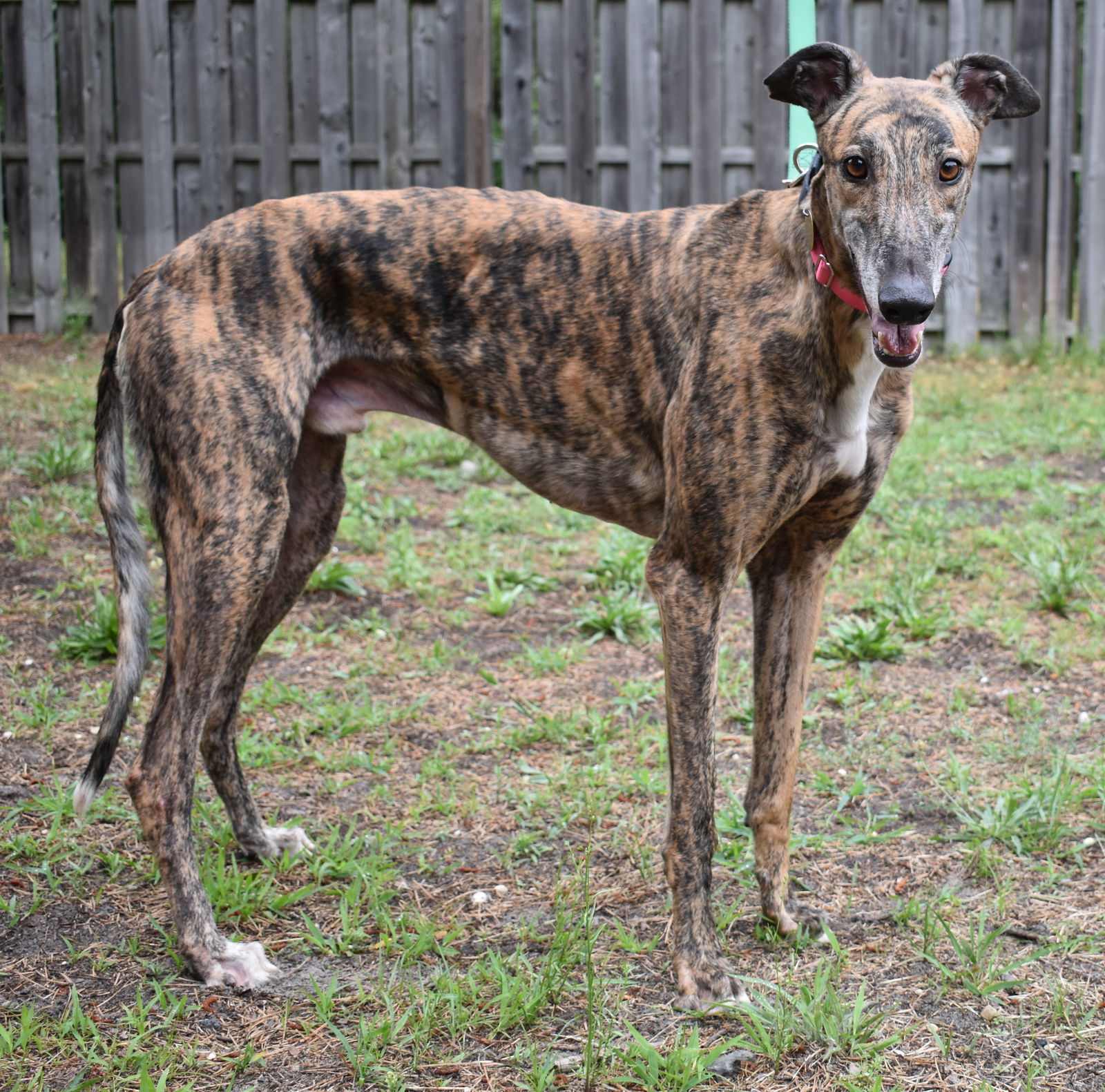 Pooh Bear, an adoptable Greyhound in Cherry Hill, NJ, 08034 | Photo Image 2