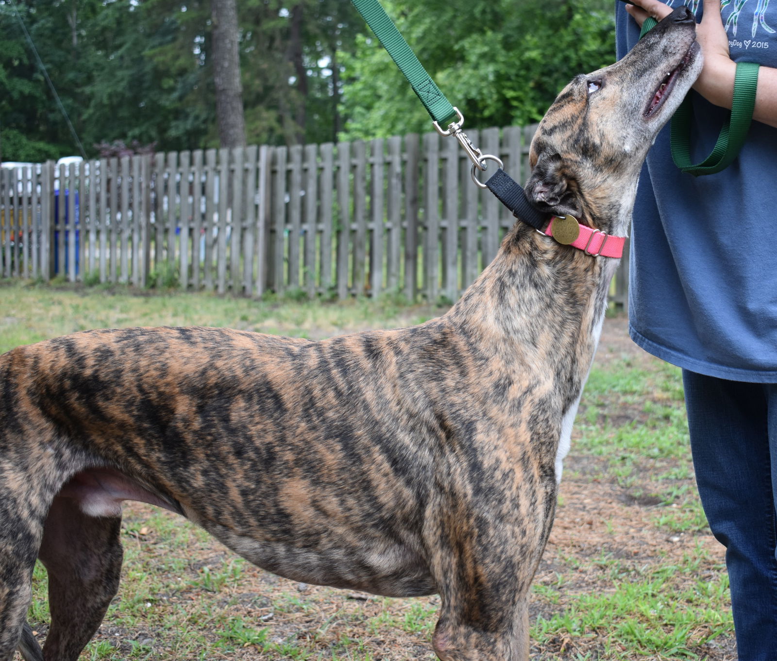 Pooh Bear, an adoptable Greyhound in Cherry Hill, NJ, 08034 | Photo Image 3