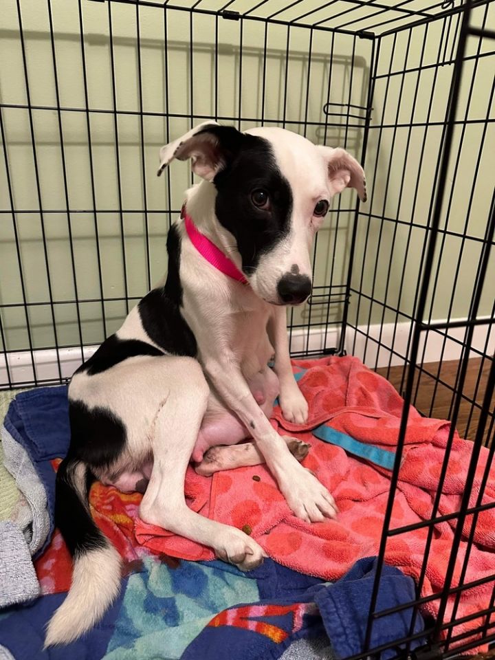 Dog for adoption - Maggie May, a Beagle & Border Collie Mix in Saugus ...