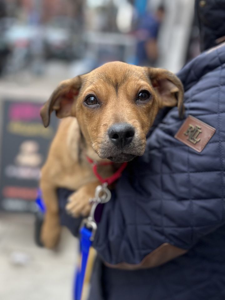 Dachshund - NYC Breeders