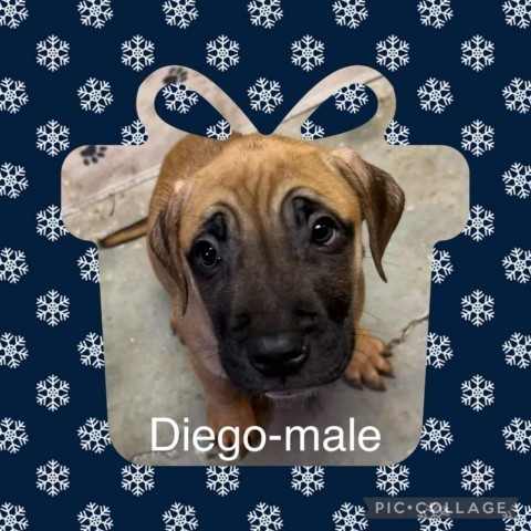 Diego 1