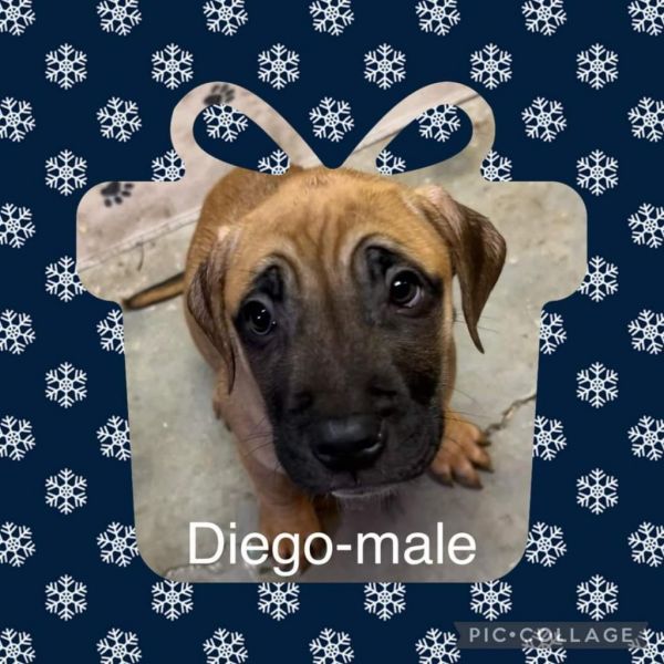 Diego photo 1