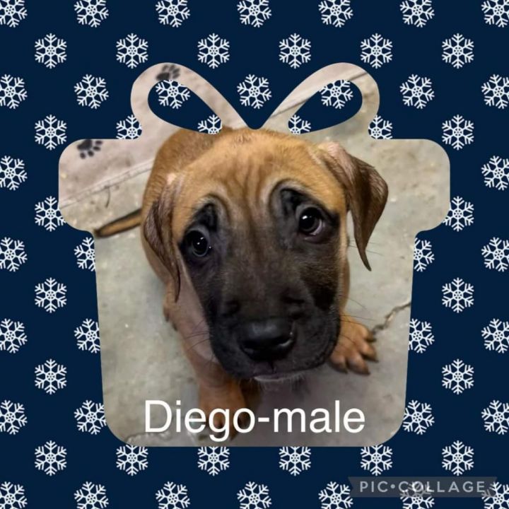 Diego 2