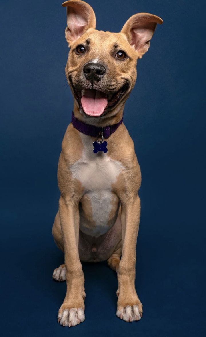 Dachshund terrier mix sales puppies