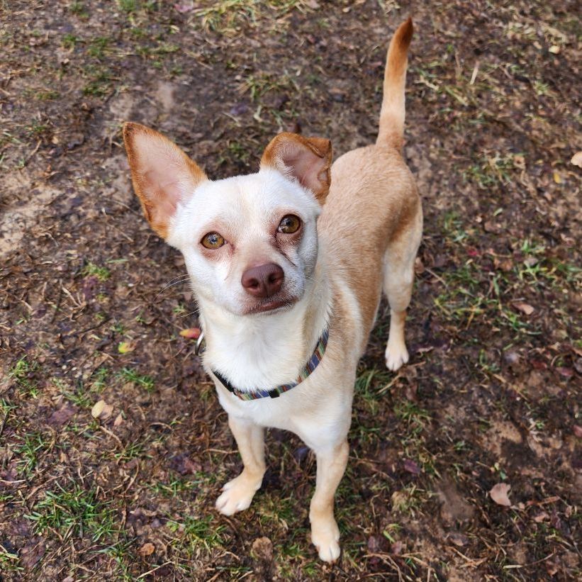 Dog for adoption - Sonic, a Chihuahua Mix in Greensboro, NC | Petfinder