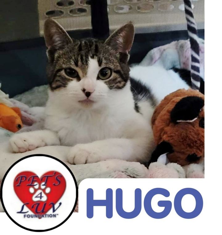 Hugo 4