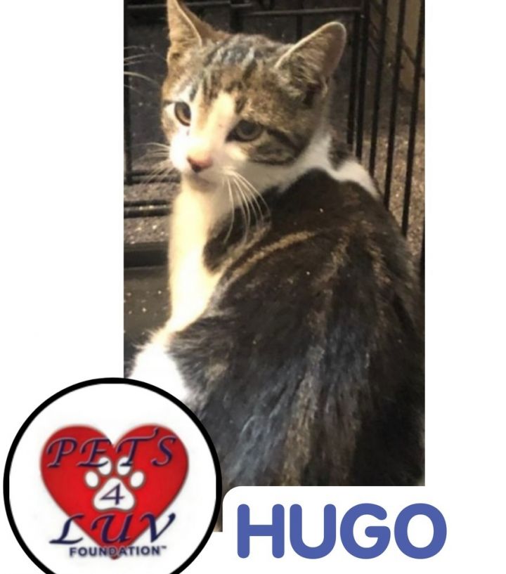 Hugo 5