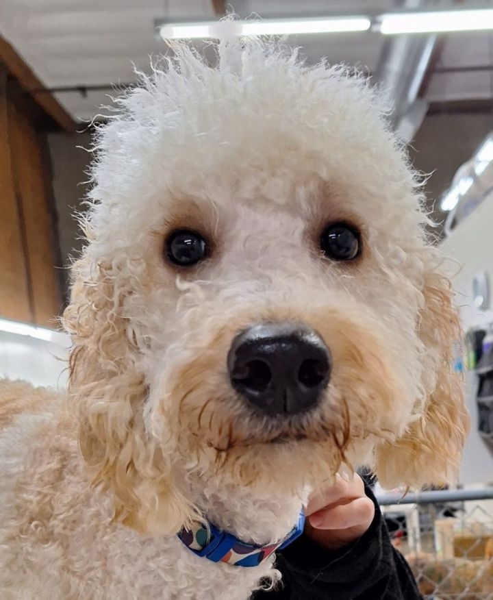 Petfinder standard sale poodle