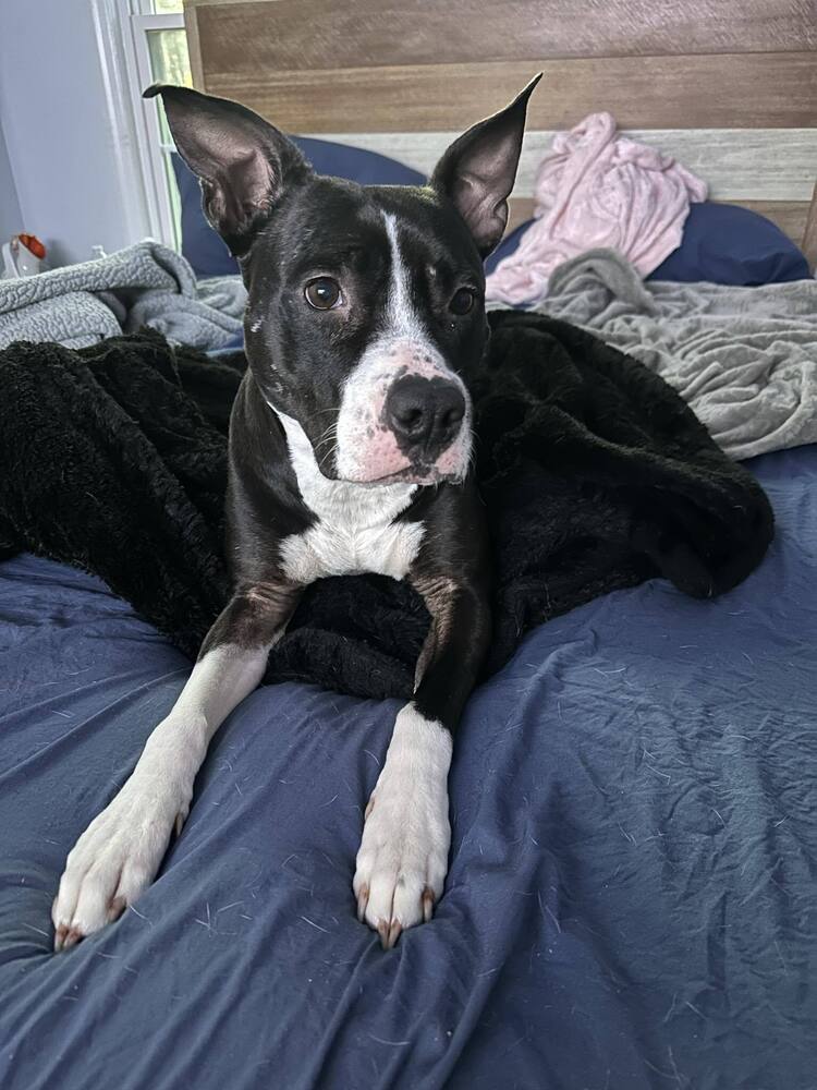 Ophelia, an adoptable American Staffordshire Terrier in Wendell, NC, 27591 | Photo Image 1