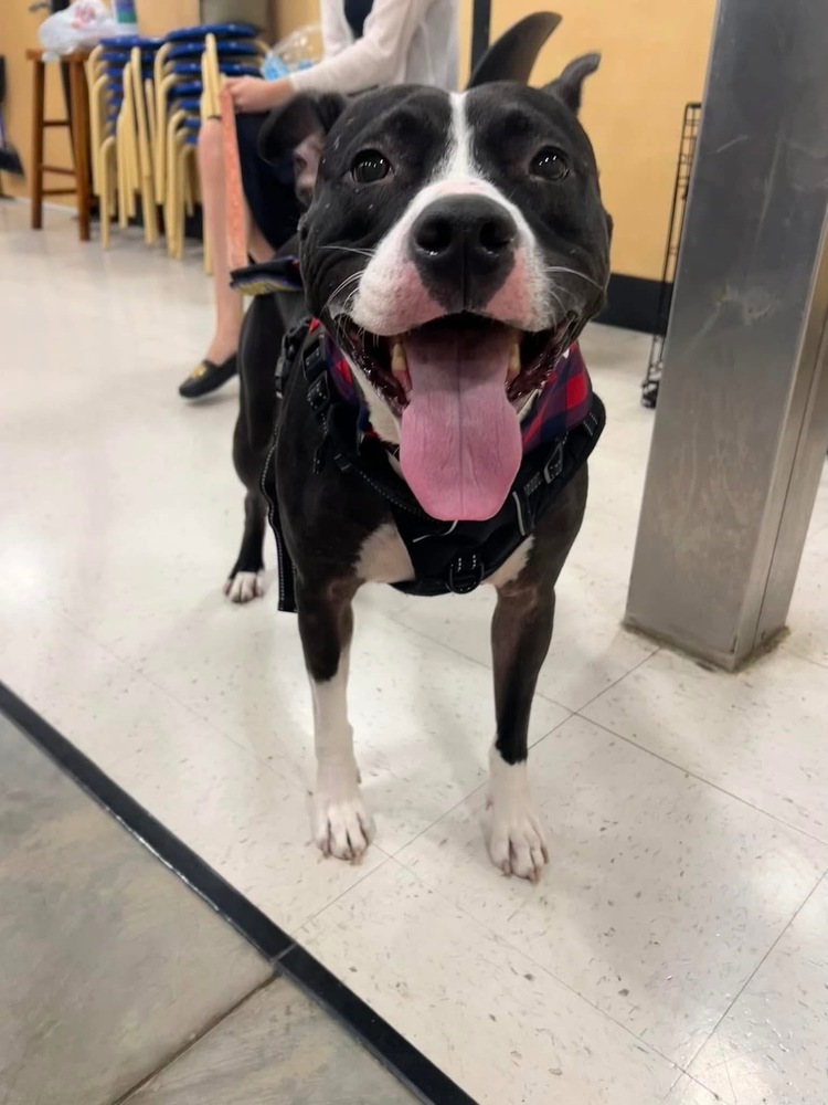 Ophelia, an adoptable American Staffordshire Terrier in Wendell, NC, 27591 | Photo Image 2