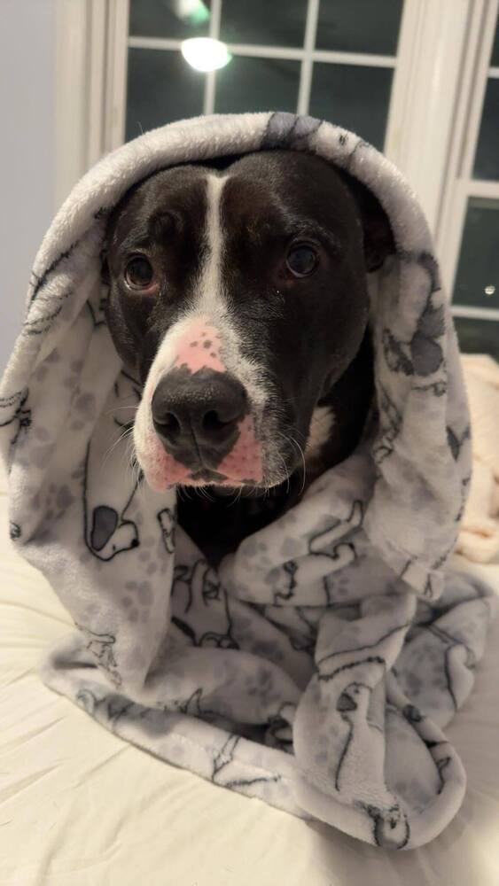 Ophelia, an adoptable American Staffordshire Terrier in Wendell, NC, 27591 | Photo Image 3