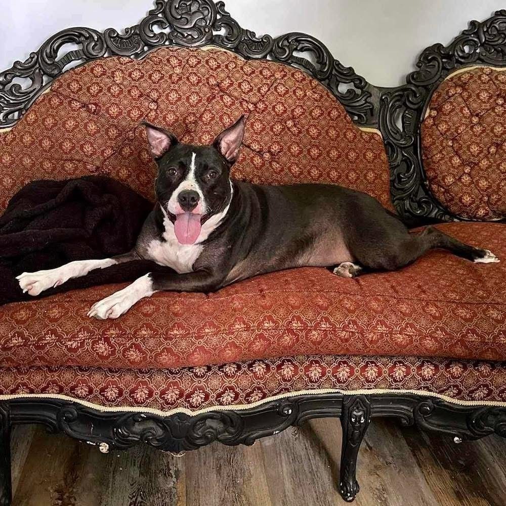 Ophelia, an adoptable American Staffordshire Terrier in Wendell, NC, 27591 | Photo Image 4