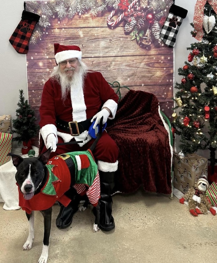 Ophelia, an adoptable American Staffordshire Terrier in Wendell, NC, 27591 | Photo Image 5
