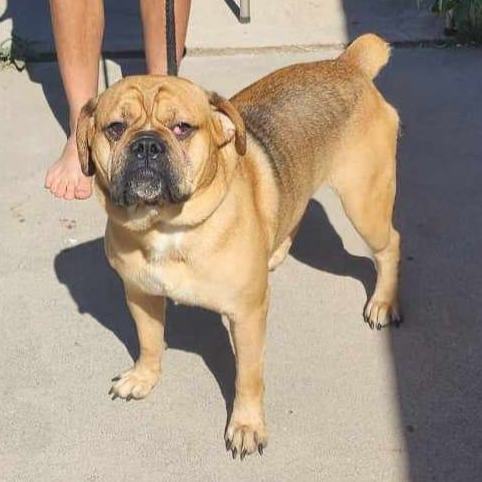 Old english store bulldog pug mix