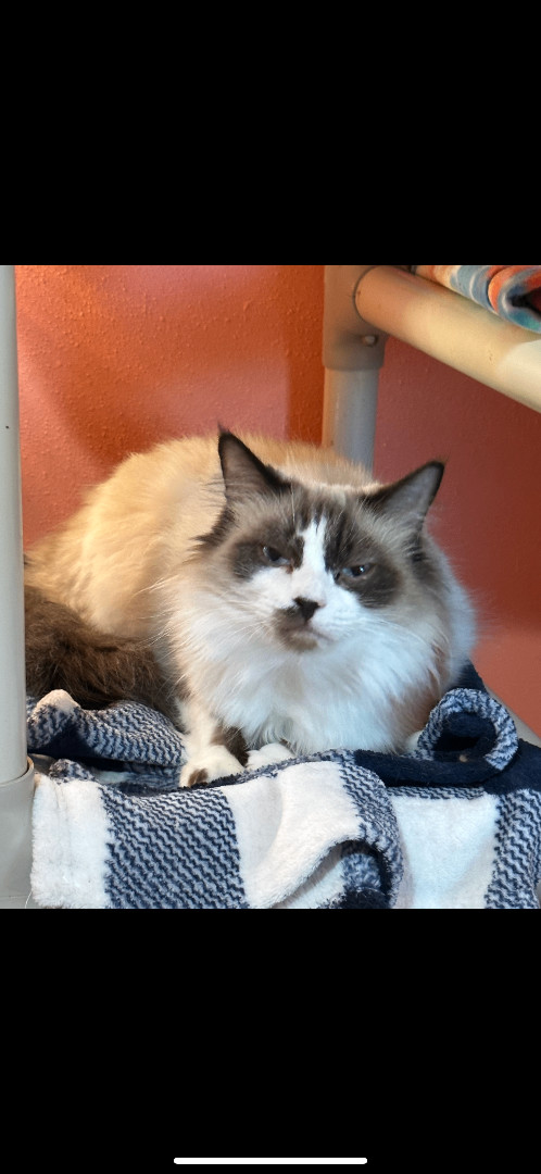 Penelope, an adoptable Himalayan in Howey in the hills, FL, 34737 | Photo Image 2