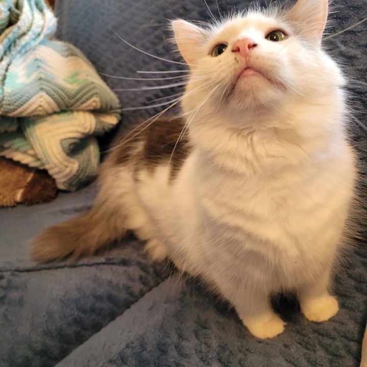 Cat for adoption duffy a domestic short hair in lansdowne pa