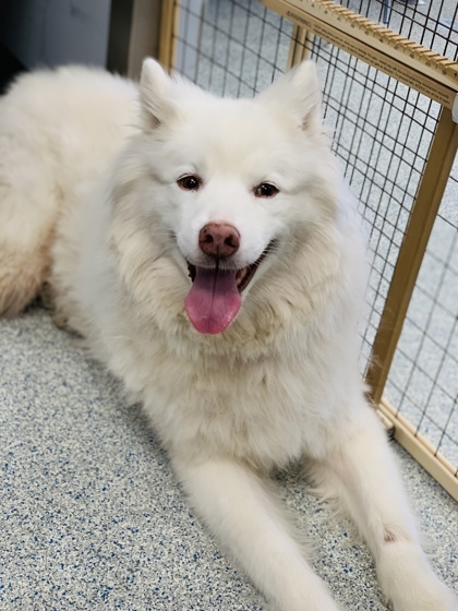 Zeus (in foster) 1