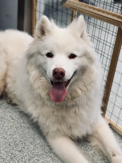 Zeus (in foster) 3
