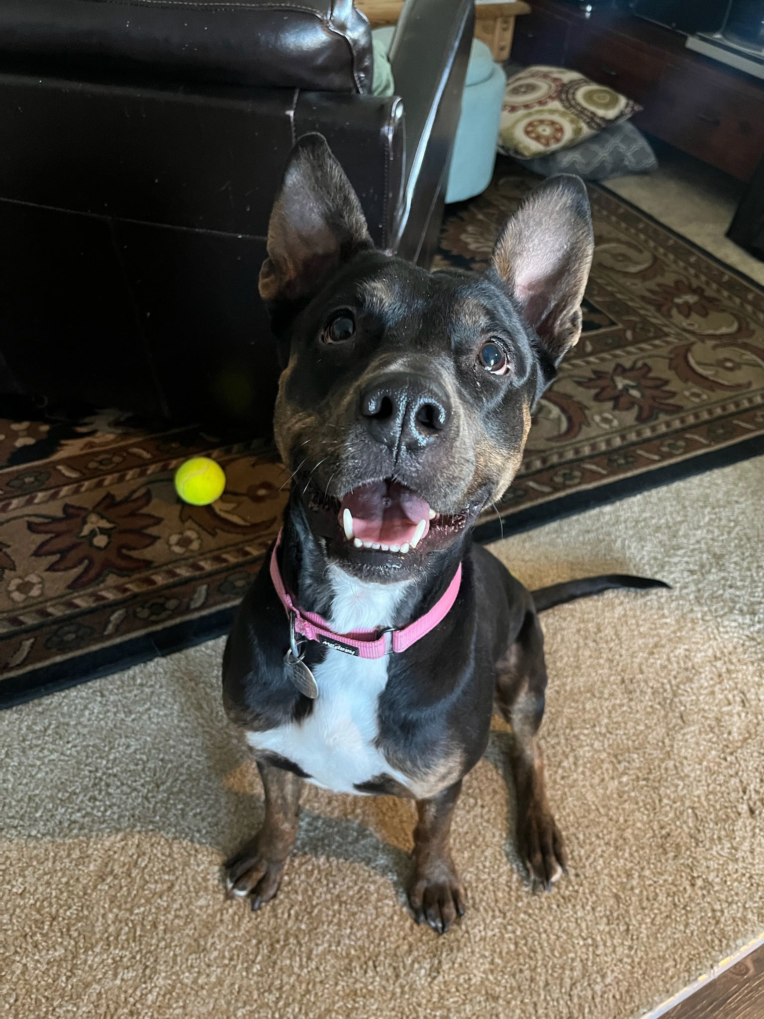 Freyja, an adoptable Mixed Breed in Fort Collins, CO, 80524 | Photo Image 1