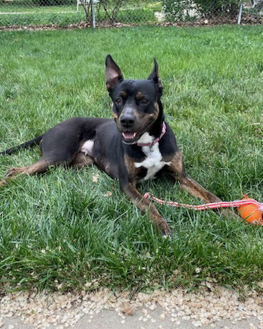 Bella, an adoptable Australian Kelpie in Fort Collins, CO, 80524 | Photo Image 1