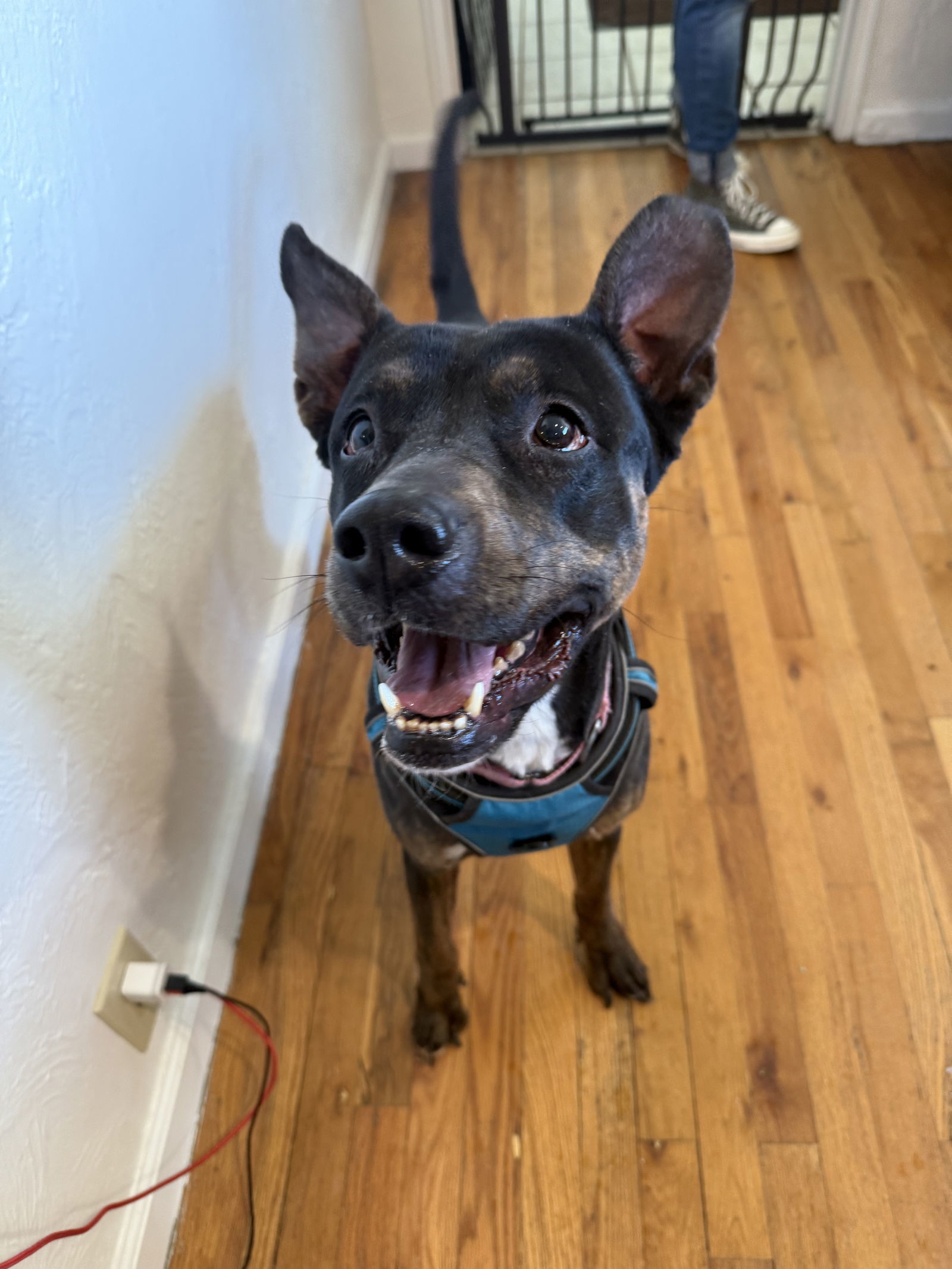 Freyja, an adoptable Mixed Breed in Fort Collins, CO, 80524 | Photo Image 2