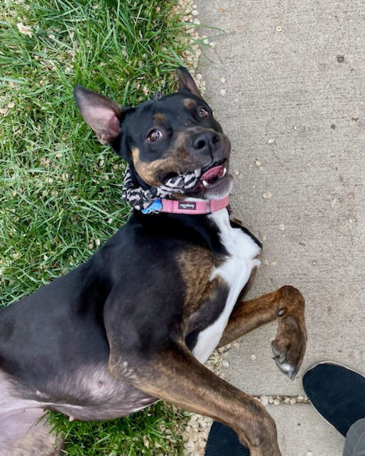 Bella Donna, an adoptable Mixed Breed in Fort Collins, CO, 80524 | Photo Image 2